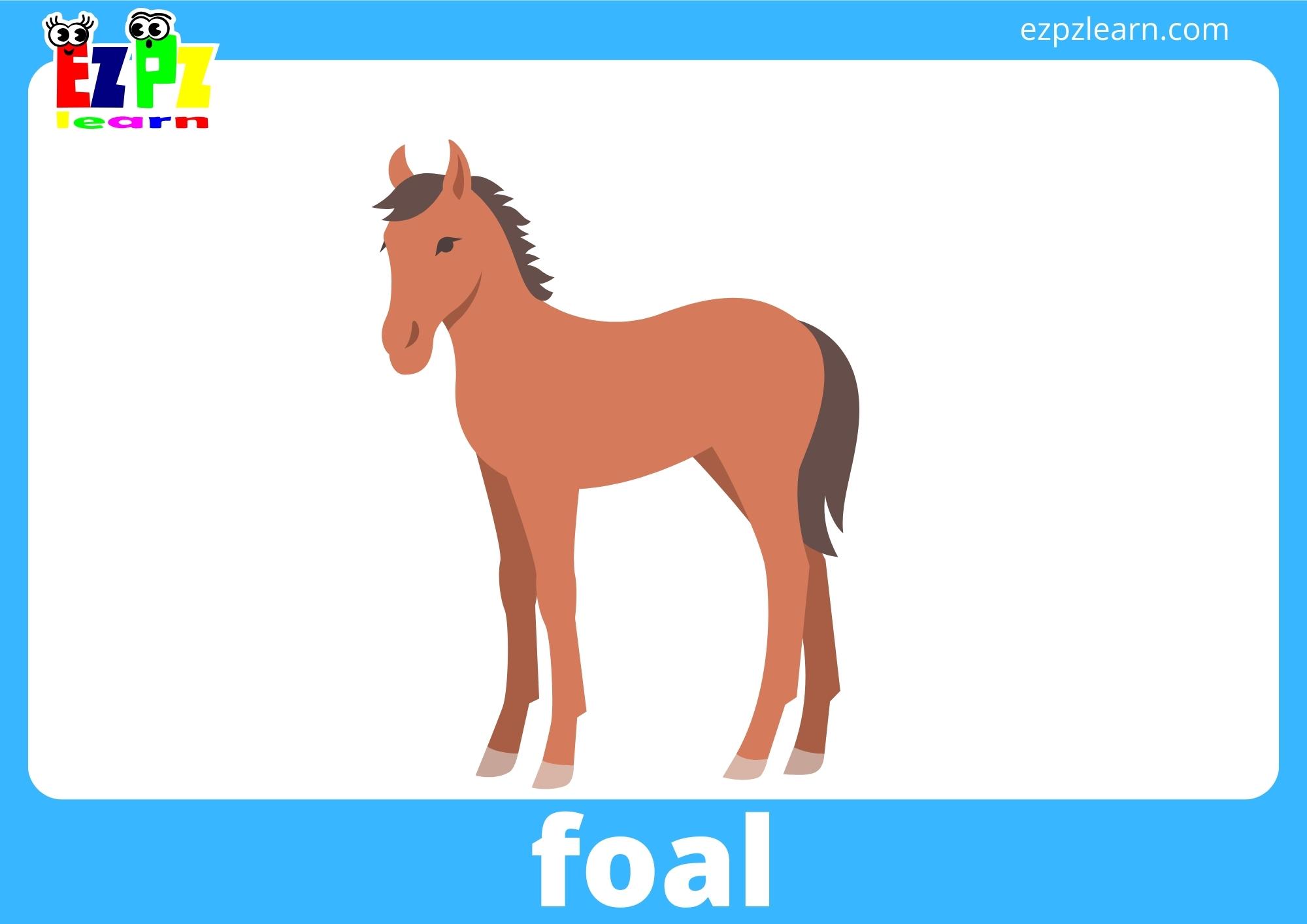 foal